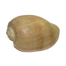 Мело диадема 10''